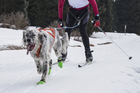 Sled dogの写真素材