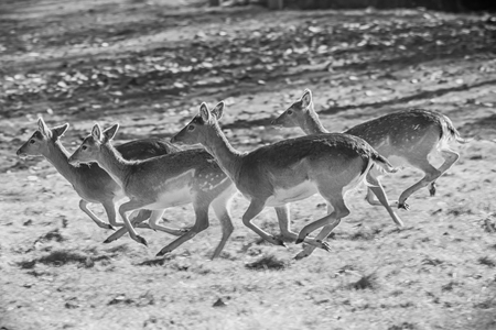 Fallow deerの写真素材