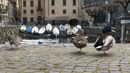 Duck in lakesideの写真素材