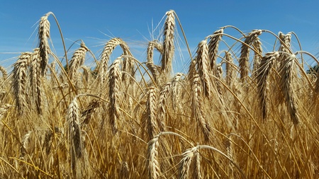 Wheat field