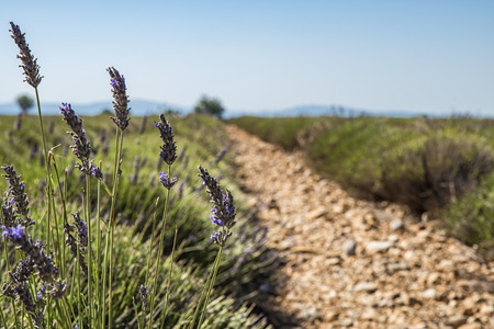 Lavender fieldsの写真素材