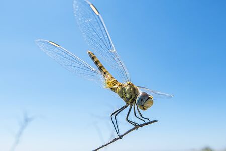 Dragonfly close upの写真素材