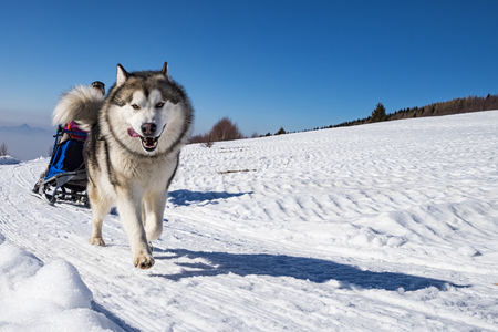 Sled dogの写真素材