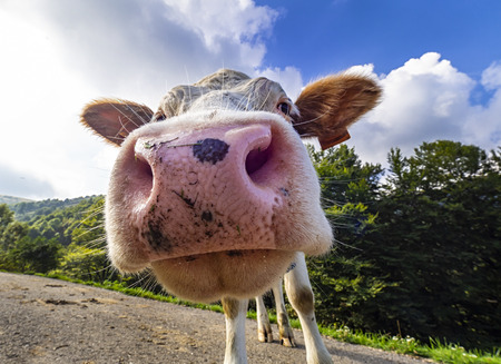 Funny cowの写真素材