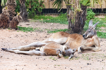Kangaroo lying downの写真素材