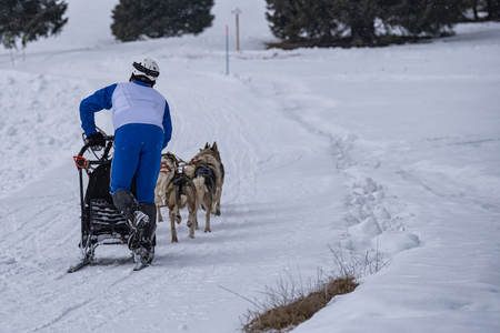 Picture from a sled dog competitionの写真素材