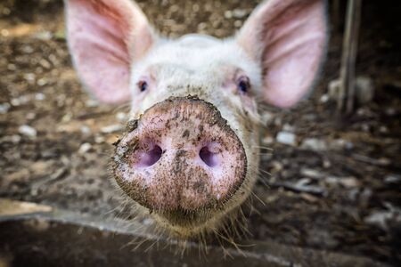Little Pig face close-upの写真素材
