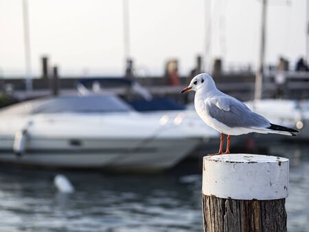 Seagull on a mooring pole in an harbourの写真素材