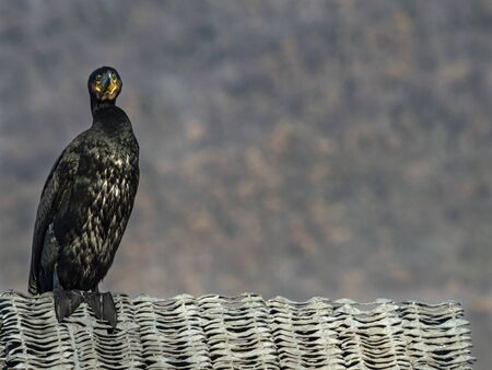 Close-up of a cormorant birdの写真素材