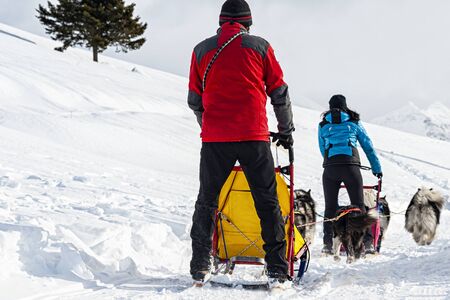 Sleddog scene in the italian alpsの写真素材