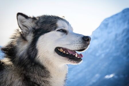 Close-up of an Alaskan Malamuteの写真素材