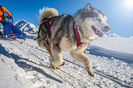 Sled dog scene in the Italian alpsの写真素材
