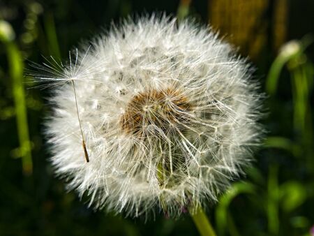 Close-up of a dandelion flowerの写真素材