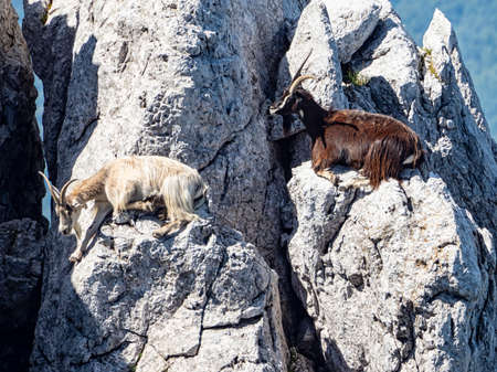 Goats on the rocks of a mountainの写真素材