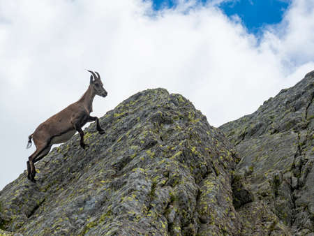 Close-up of an ibex on a rock in the alpsの写真素材