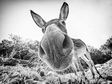 Donkey head in black & whiteの写真素材