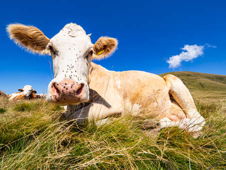 Cow head close-up in the Italian alpsの写真素材
