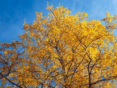 Tree leaves in autumn colors