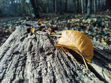 Yellow leaf in autumn on the groundの写真素材