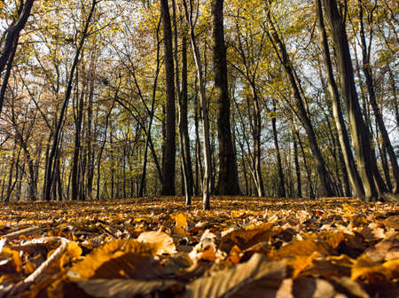 Morning light in a wood in autumn