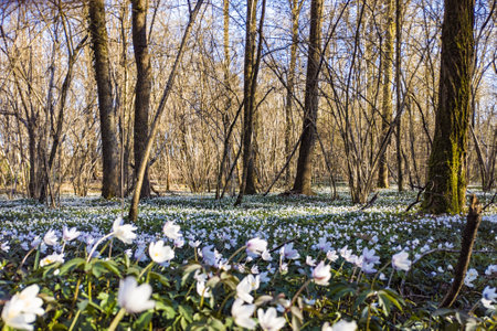 Flowers carpet in a woodland in springの写真素材