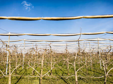 Apple orchard in a spring evening