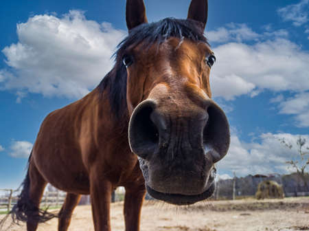 Horse head close-up with funny faceの写真素材