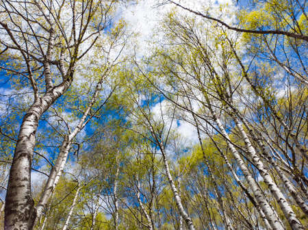 Birch woodland landscape in the italian alps