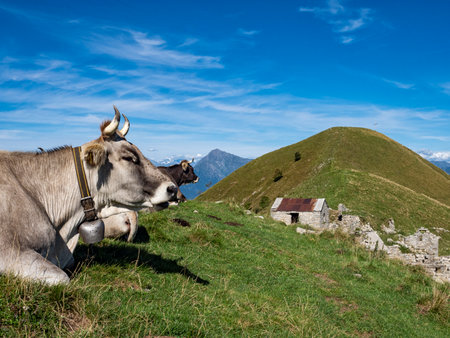 Cow grazing in the Italian alpsの写真素材