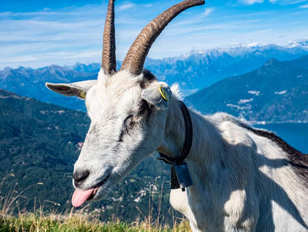 Funny goat in the alps