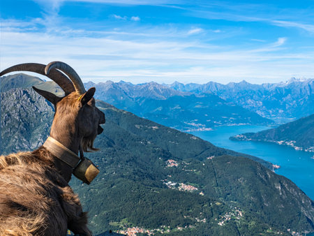 Goat on Lake Como Alpsの写真素材