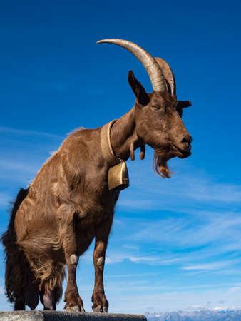 Close-up of a Goat in the alpsの写真素材