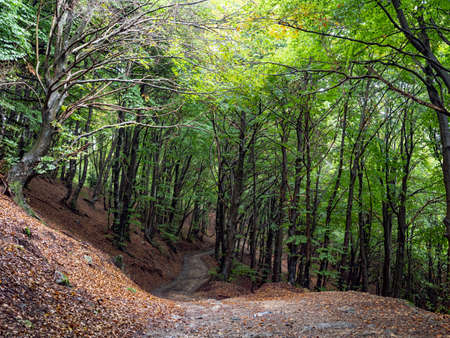 Road in a woodland of the Italian alpsの写真素材