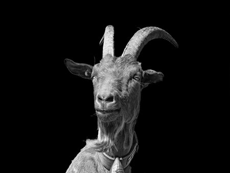 Goat close-up in black & whiteの写真素材