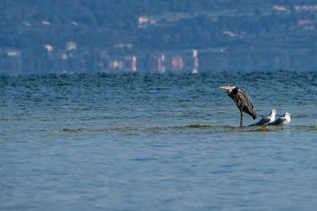 Henron on Lake Garda water edgeの写真素材