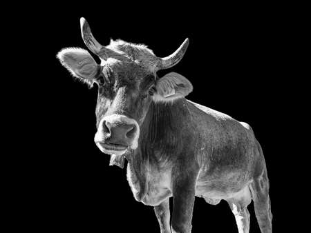 Cow head close-up in black and whiteの写真素材