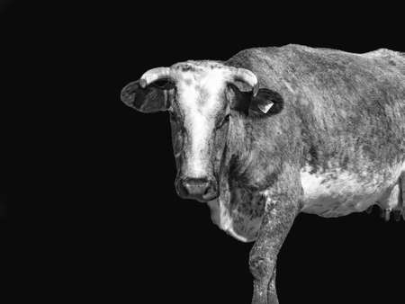 Cow head close-up in black and whiteの写真素材