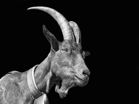 Goat close-up in black whiteの写真素材