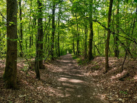 Pathway in a woodland in springの写真素材