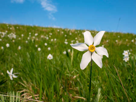 Narcissus flower in a prairie close-upの写真素材