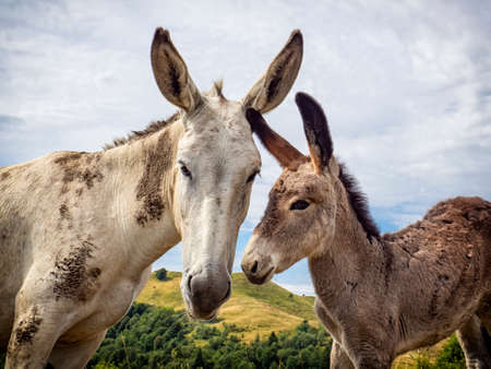 Donkey head close-up in the countryside