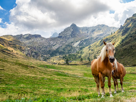 Horses in Valvarrone valley on the Italian alpsの写真素材