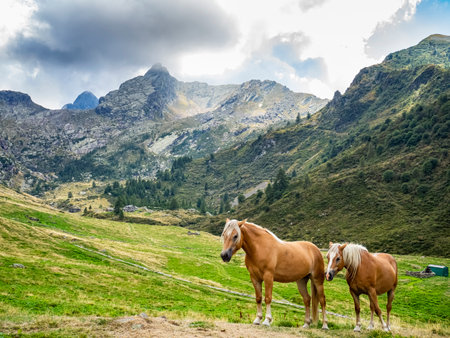 Horses in Valvarrone valley on the Italian alpsの写真素材