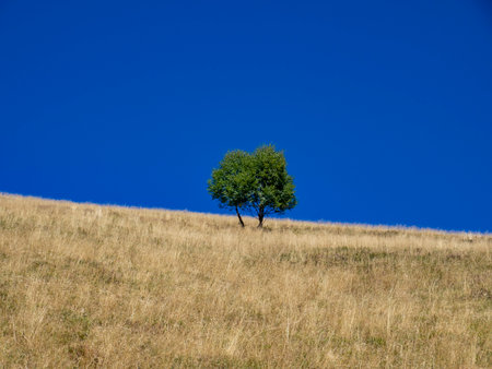 Lonely tree in a prairie of the italian alpsの写真素材