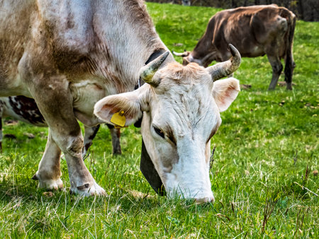 Grazing cow close-up of the headの写真素材