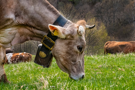 Grazing cow close-up of the headの写真素材