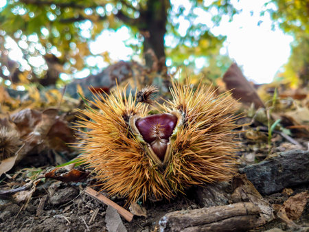 Group of chestnuts typical autumnal fruitの写真素材