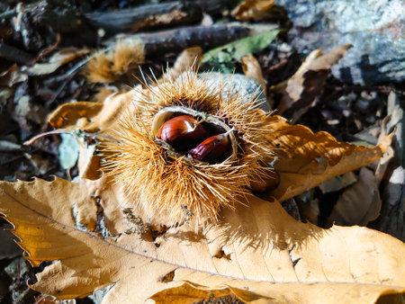 Group of chestnuts typical autumnal fruitの写真素材