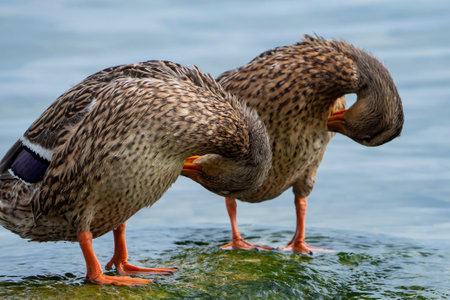 Close-up of a mallard on Lake Gardaの写真素材