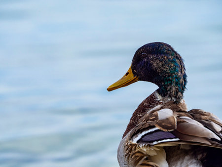 Close-up of a mallard on Lake Gardaの写真素材